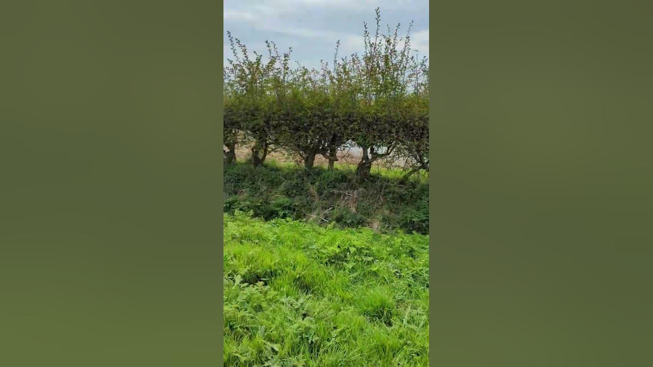 muck-heap-fire-youtube