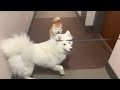 Fight between a shiba and a Samoyed