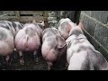 Pedigree pietrain pigs for sale uk