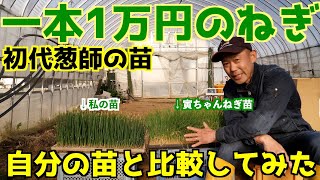 福岡県産 ネギ苗 1000本 1人限定 楽天市場】一 本 ねぎ 苗（苗物｜ガーデニング・農業）：花・ガーデン
