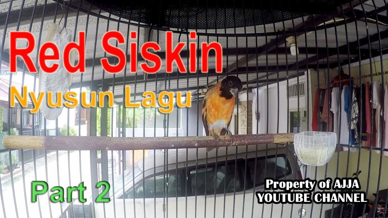Red Siskin 6 Bulan Nyusun Lagu Part 2