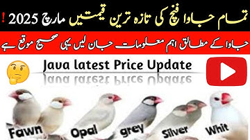 All Java Sparrow New Price Update March 2025 | جاوا فنچ کے تازہ ترین ریٹ | Java Sparrow Future 2025