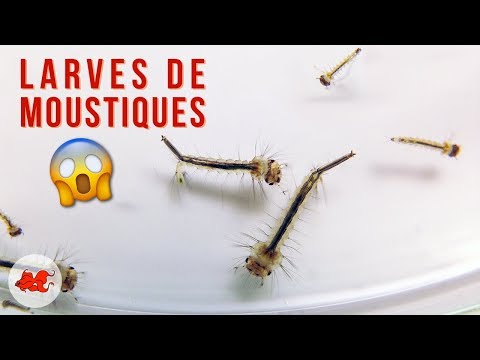 Larves de moustiques pour poisson d&rsquo;aquarium