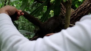 Making a primitive rope trap that hit a big squirrel - Ep 8 |wild woman