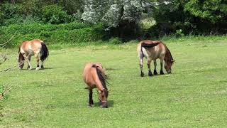 Horses In The Field, Animal, Daylight, Eat, Field, Grass, Graze, Horses