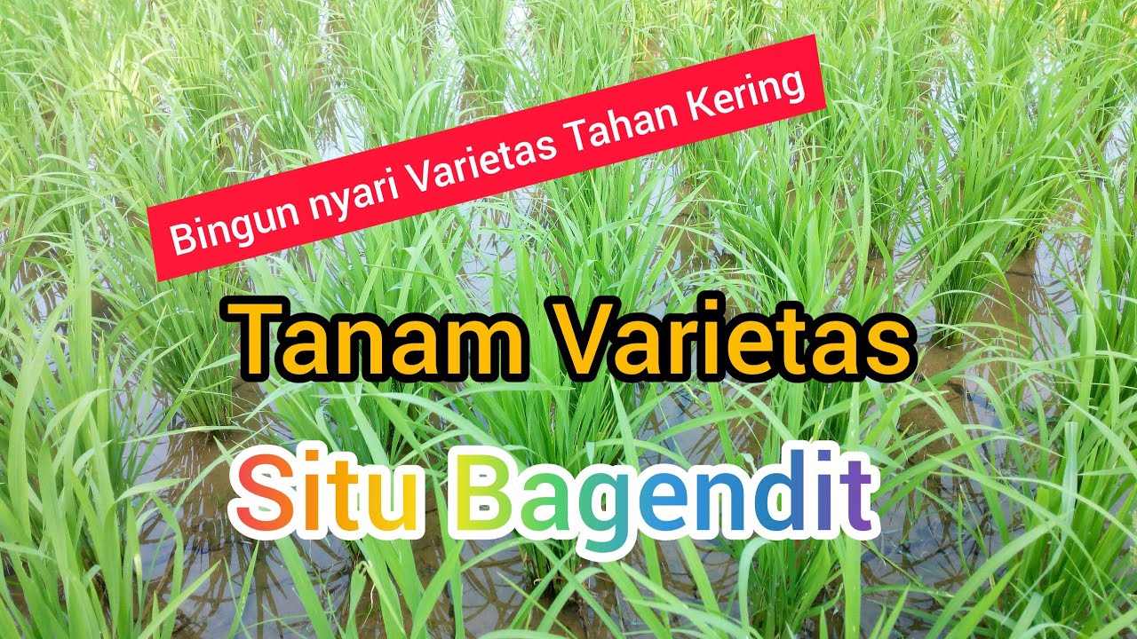 Review Padi Varietas Situ Bagendit Umur 10 Hst Youtube
