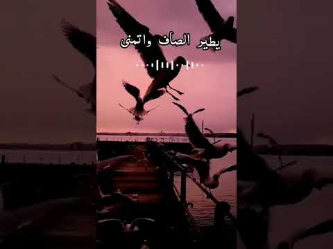 يطير الصاف عافوني اغاني شيعيه لطيميات حزينه