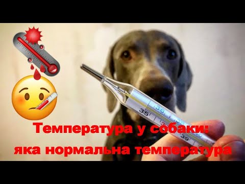 Температура у собаки Яка нормальна температура The temperature in dogs what normal temperature