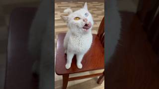 I fed my cat 🐈❤️❤️😓#cats #catvideos #cutecat #kitten #animals #pet #foryou #viral