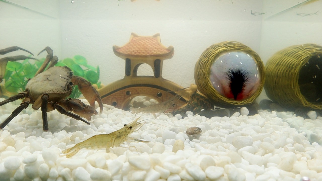 Shrimp Had Taken Refuge Under the Bamboo Basket From The Predatory Crab