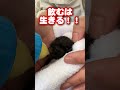 生後2時間の子猫