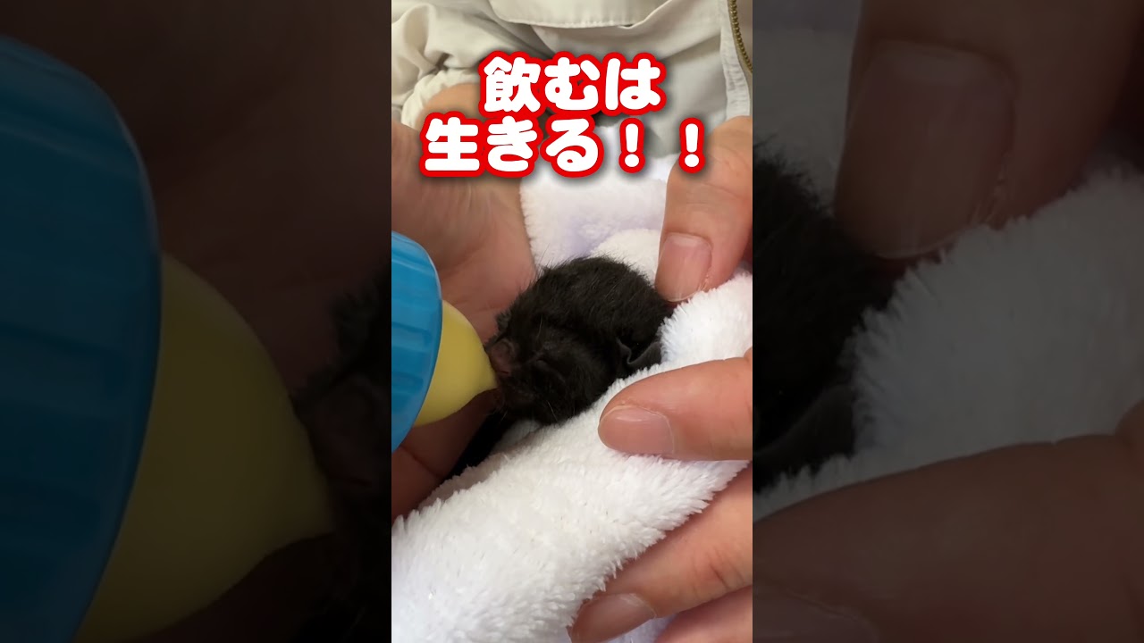 生後2時間の子猫