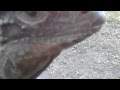 Lizard Greets Man Like A Dog 2