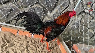 Daily Routine For Prize-Winning Gamefowls