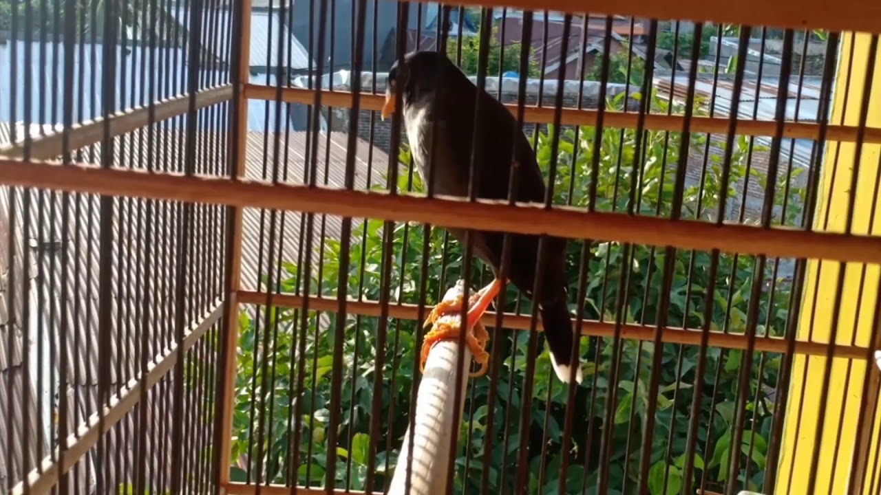 INILAH SUARA BURUNG JALAK SUREN PAUD PASTI NYAUT 