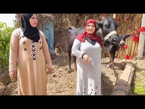 يوميات في الباديه مع ام عبده من الريف رقم 3 