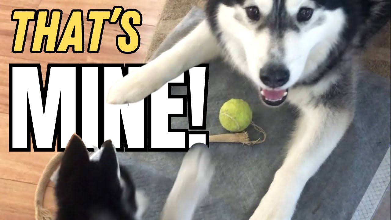 Small Husky Demands To Play Ball 🥎 #huskies #husky #siberianhusky #huskylife #huskypuppy #puppy #dog