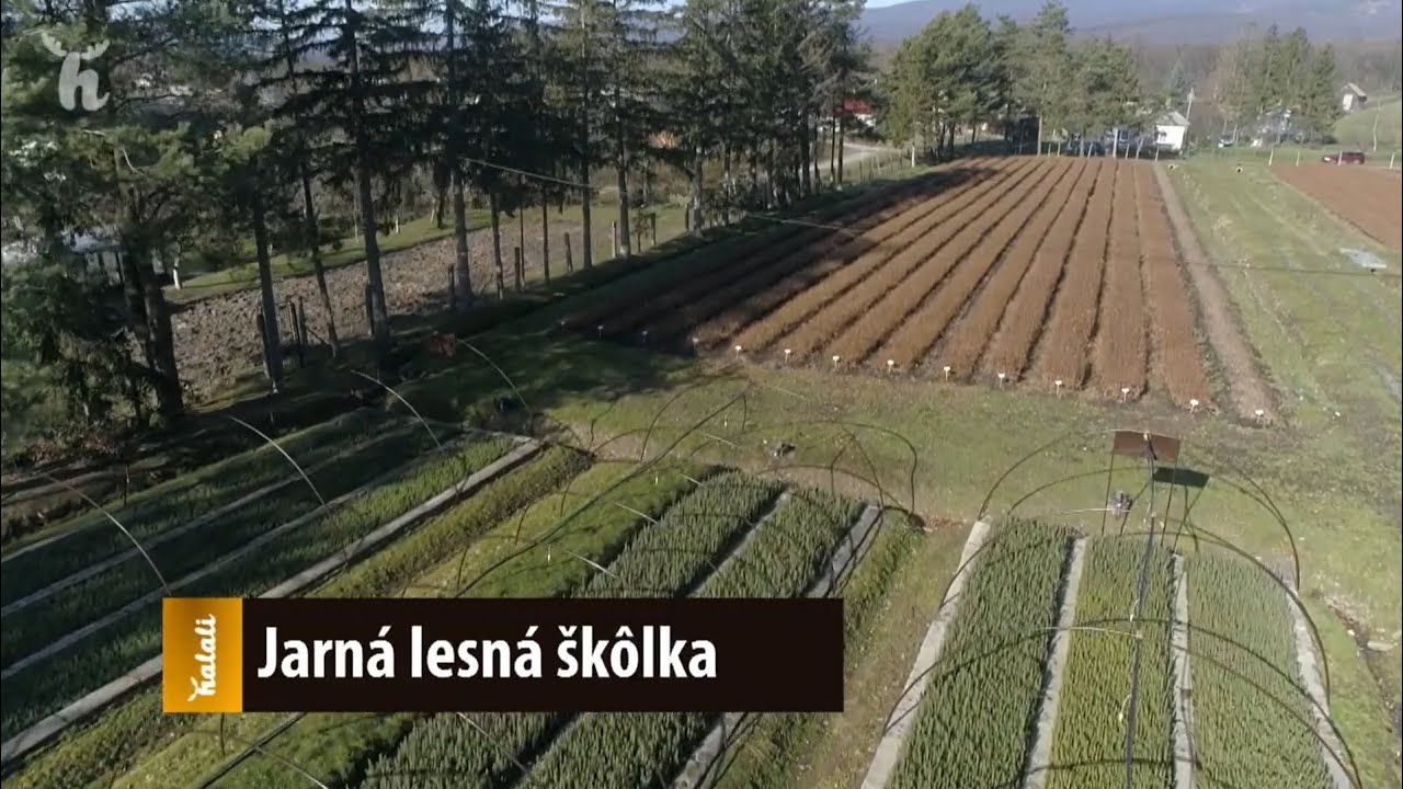 Jarná lesná škôlka