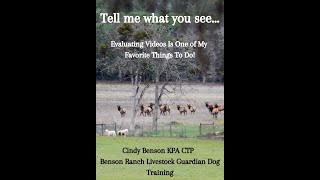 Learn About LGDs the Fun Way - Dive Into Video Evaluations With Me by Benson Ranch Livestock Guardian Dog Training 101 views 1 month ago 25 minutes