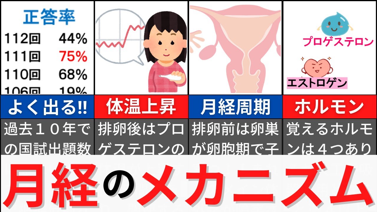 【14分で解説、28分で国試問題】生殖器の要！月経のメカニズムについて解説！