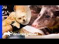 Check Out These Amazing Medical Moments! | The Vet Life