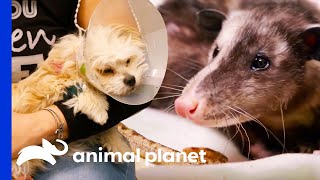Check Out These Amazing Medical Moments! | The Vet Life