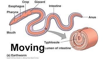Invertebrate Digestive System