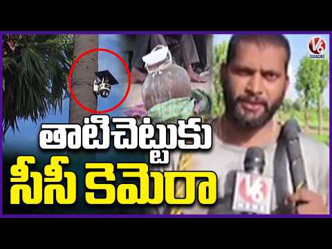 CCTV Camera Installed On Palm Tree To Catch Thieves | Unique Security Idea In Mothukur | V6 News - V6NEWSTELUGU