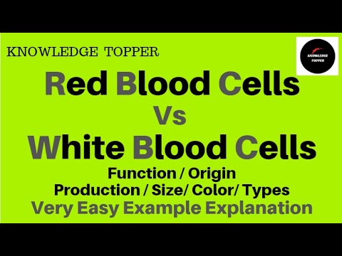 Difference Between Red Blood Cells and White Blood Cells | Red Blood Cells Vs White Blood Cells