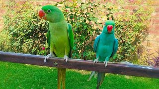 Alexander parrot and Ringneck talking sound parrot video compilation 🐦@Vikyparrot