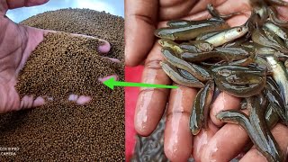 শোল মাছের খাবার | শোল মাছের জন্য কোন কম্পানির খাদ্য ভাল | Snakehead fish cultivation | shol fish
