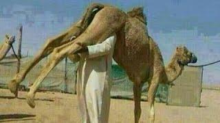 Arab Memes (Part 14) But they love halal camel