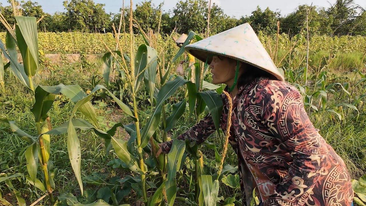 Hoàn Thành Lắp Đặt Hệ Thống Điện Trong Nhà, Cùng Chị Sang Thu Hoạch Dưa Leo Cuối Vụ
