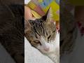 【保護猫】寝落ちする猫