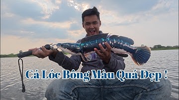 Hành Trình Săn Cá Lóc bông U Minh Thượng | Tập 4 | 2 Ngày săn cá bông !