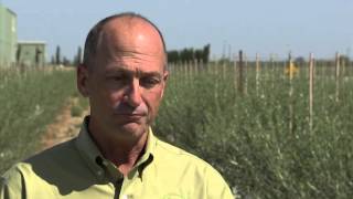 America's Heartland: Corto Olive Oil