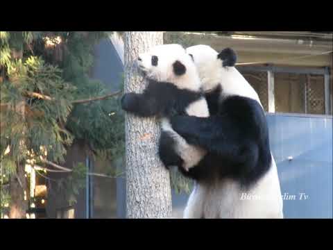 #KOMİK PANDALAR-Funny And Cute Panda Compilation