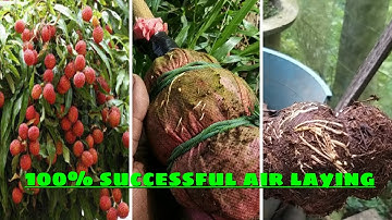 How to Air Graft a Lychee Tree (2nd part) | air layering |  air layering fruit trees | litchi plant
