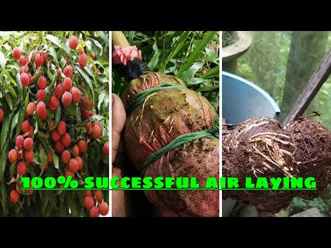 Video: Forplantning av litchi stiklinger - tips om dyrking av litchi fra stiklinger