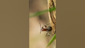 Check point #movie #forest #macro #shorts #insects #ants