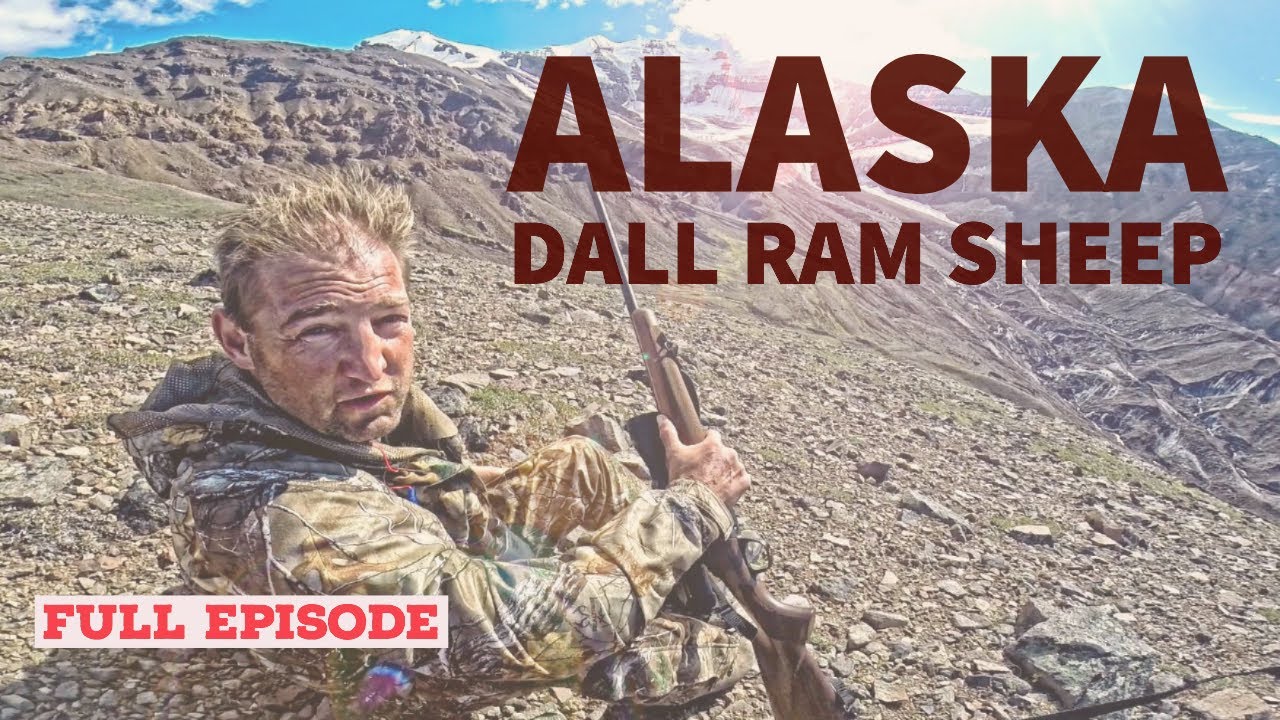 Alaska Dall Ram Sheep