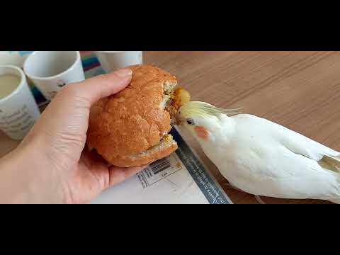 Pila loves sandwich :D  (funny and cute cockatiel parrots)