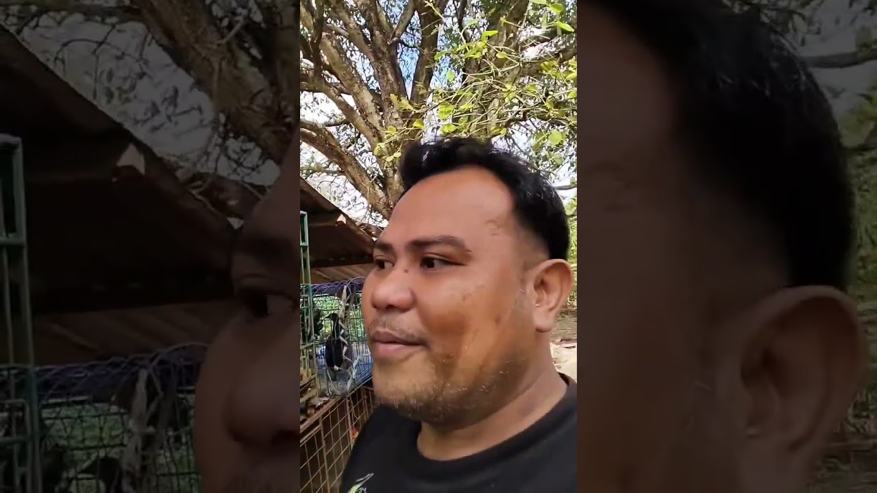 PAKAININ SA PALAD PARA UMAMO DAW ANG MANOK NA LABUYO 