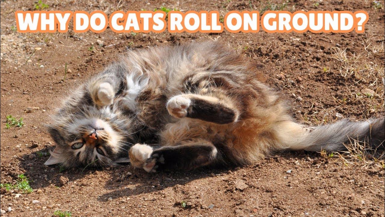 Why do Cats Roll on the Ground On Their Backs? 13 Reasons YouTube