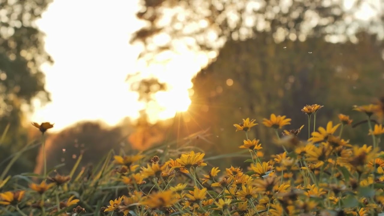 Acres of Hope (Studio Version) -- Sounds of the Garden | Bohdan Worship Collective