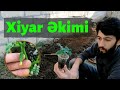 Xiyar Əkimi. Toxumdan yetişdirilən xiyar şitilləri. Günlük Kənd İşləri - 7