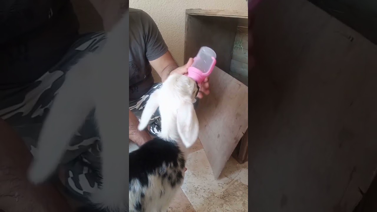 goets funny cute videos 