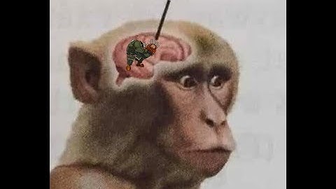 Potemkin Mains Share the Same Brain-cell