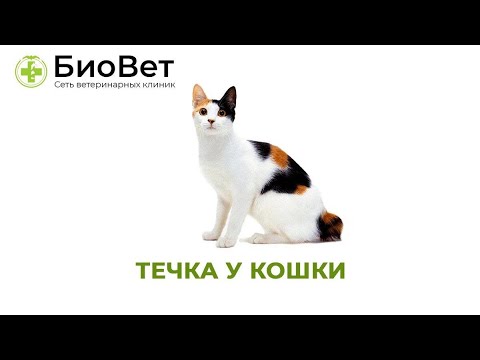 Течка У Кошек 😻 // Как Помочь Кошке Во Время Течки?