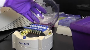 Size Selection and Cleanup with NEBNext Ultra II and SPRI beads